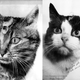 Illustration for article titled The First Animals In Space